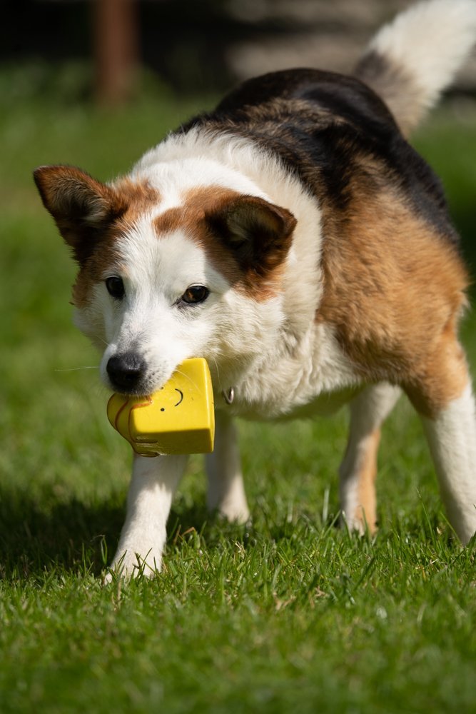 Afternoon Tea Squeaky Dog Toys by Petface - The Bark Side