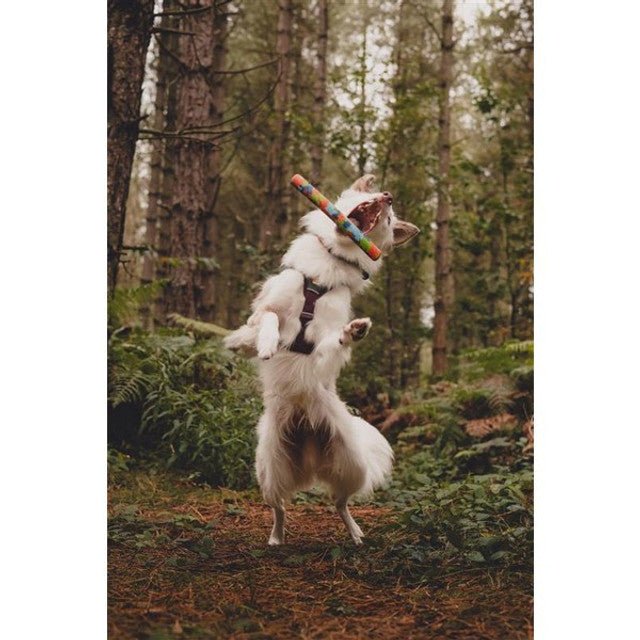 Chuckit! Eco Fetch Stick - The Bark Side