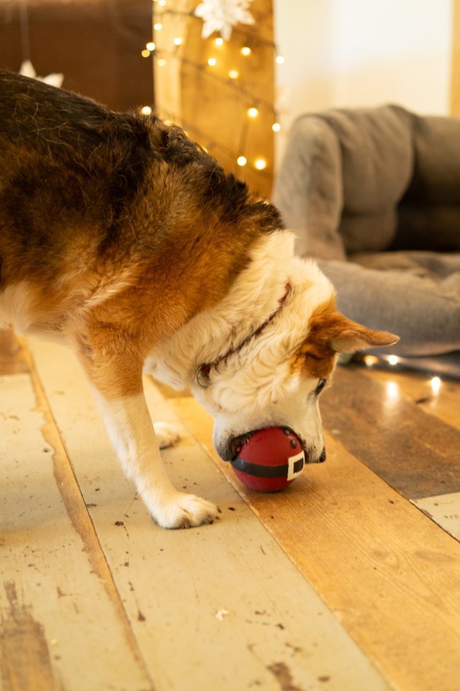 Claus the Latex Christmas Bauble Dog Toy by Petface - The Bark Side