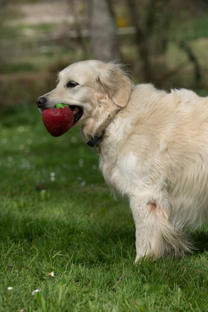 Greenfingers Sofia Strawberry Dog Toy by Petface - The Bark Side