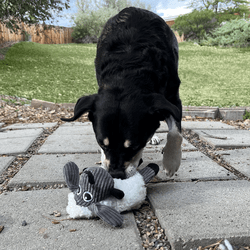 KONG Sherps Floofs Sheep Dog Toy - The Bark Side