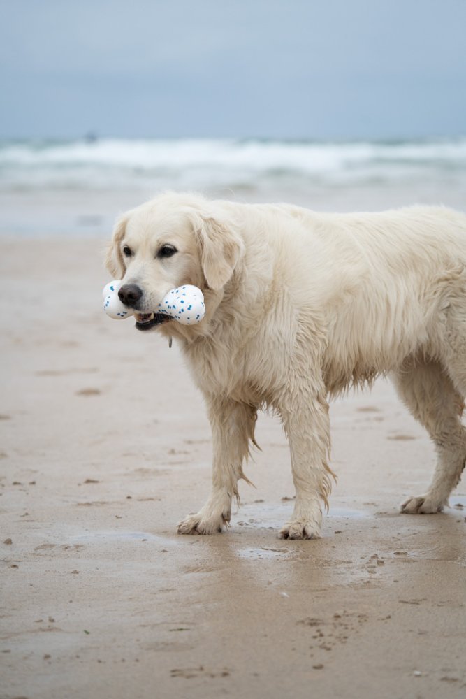 Petface Mighty Dog Toys - The Bark Side