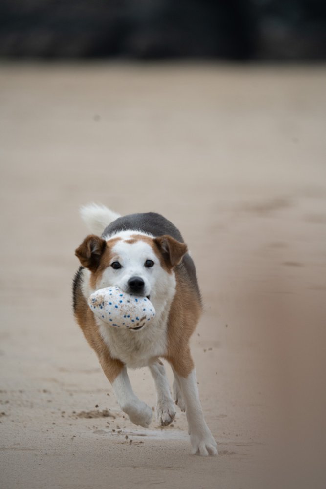 Petface Mighty Dog Toys - The Bark Side