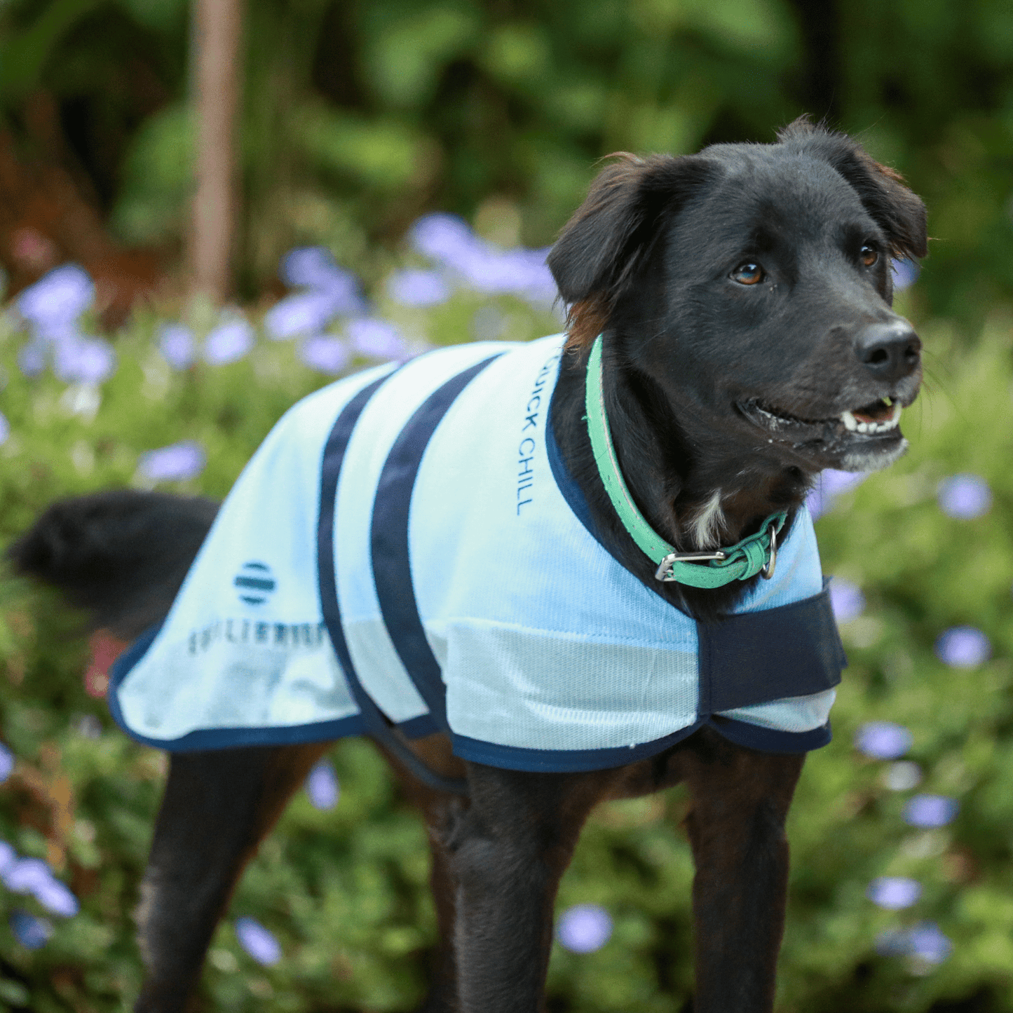 Quick Chill Cooling Coat for Dogs by Equilibrium - The Bark Side