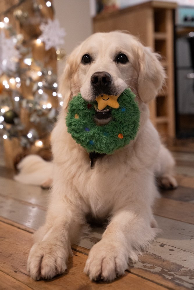 Remy Wreath Plush & Rubber Christmas Dog Toy b Petface - The Bark Side
