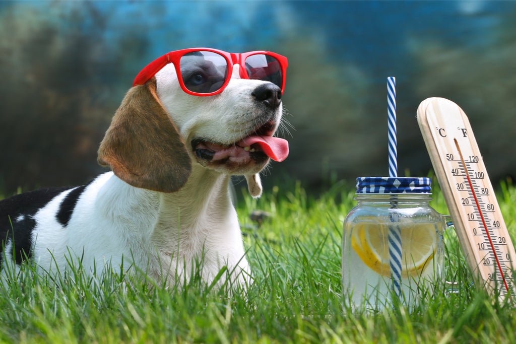 How To Keep Your Dog Safe And Cool During A Heatwave - The Bark Side
