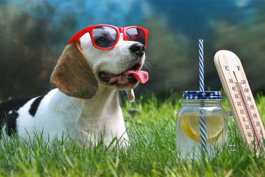 How To Keep Your Dog Safe And Cool During A Heatwave - The Bark Side