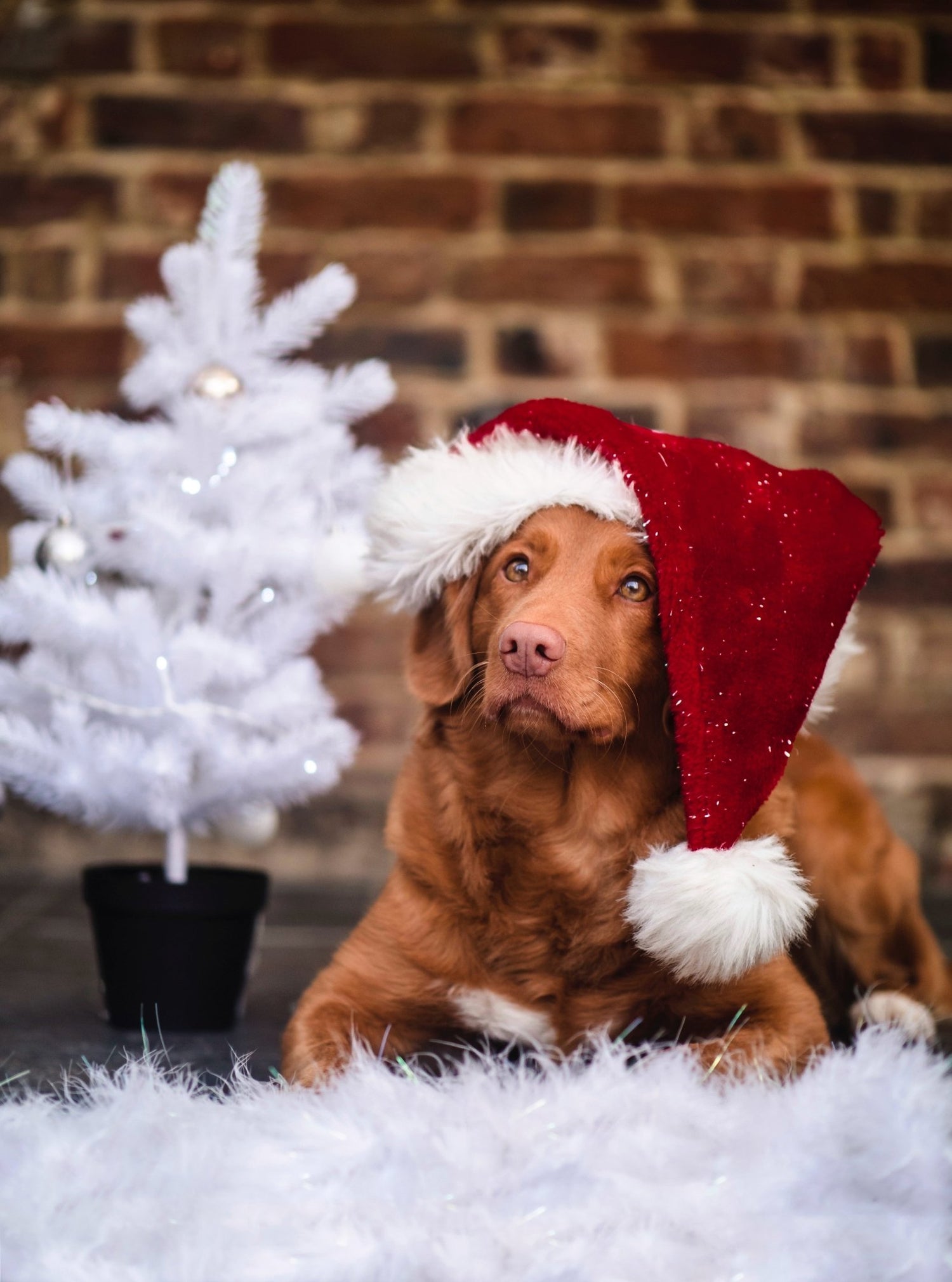 Dogs on The Bark Side at Christmas! - The Bark Side