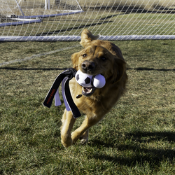 KONG Wubba Sport Football Dog Toy