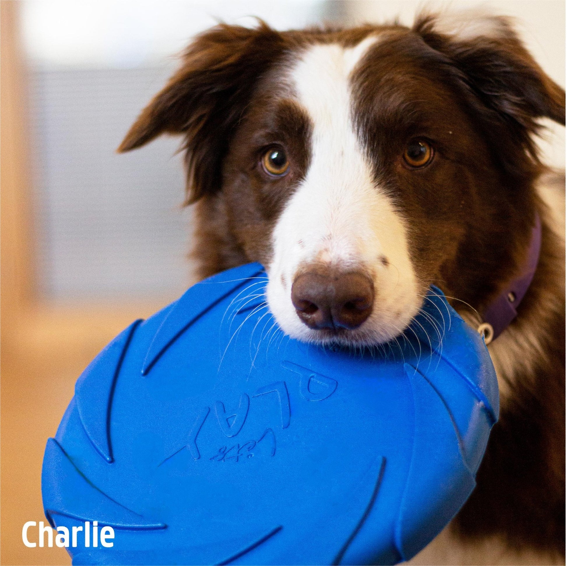 Battersea Foam Frisbee Dog Toy - The Bark Side