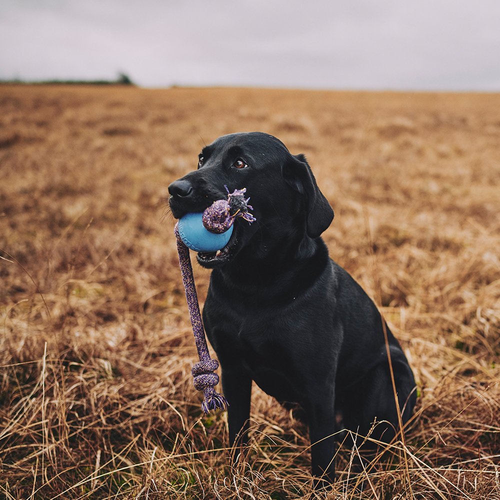 Beco Natural Rubber Ball on Rope - The Bark Side