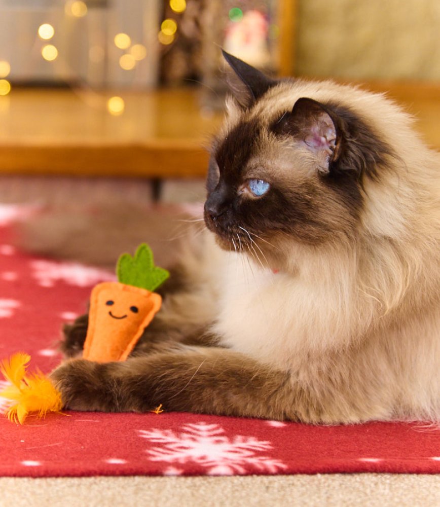 Foodie Faces Felt Carrot Christmas Teaser Cat Toy By Petface
