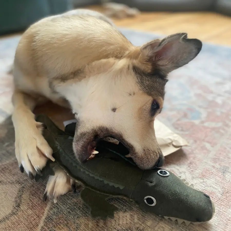Colin the Crocodile Eco Dog Toy by Green & Wild’s - The Bark Side