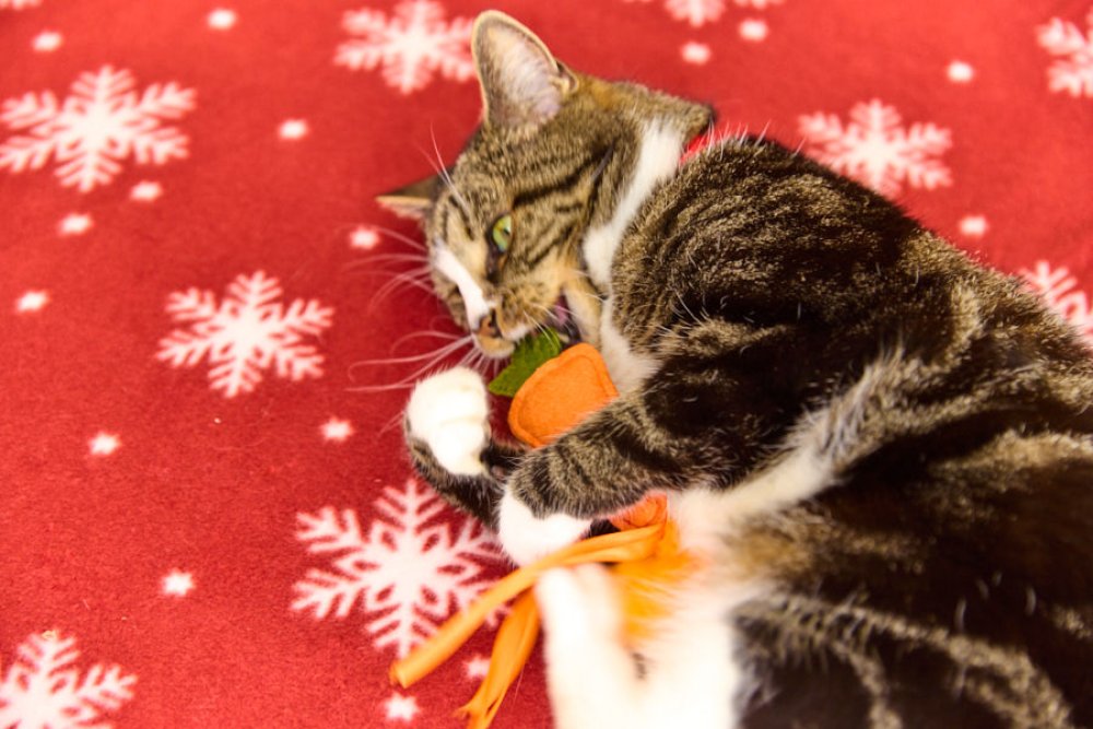 Foodie Faces Felt Carrot Christmas Teaser Cat Toy By Petface