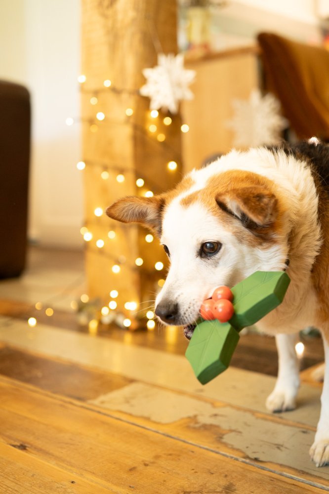 Holly the Latex Dog Toy by Petface - The Bark Side