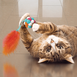 KONG Cat Active Bubble Ball Cat Toy - The Bark Side