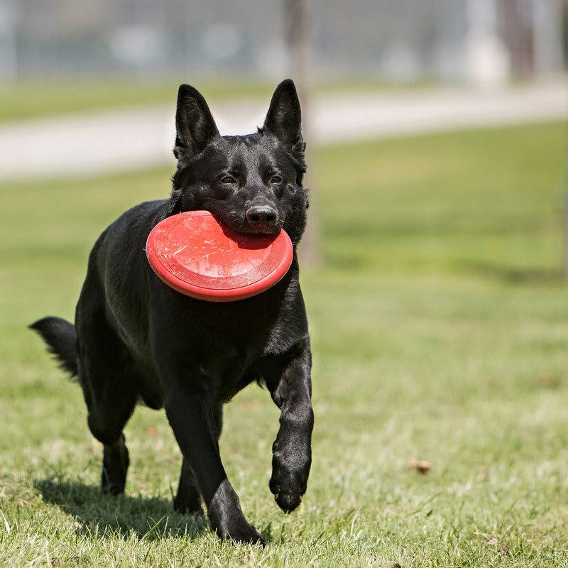 KONG Classic Flyer - Red - Small - The Bark Side