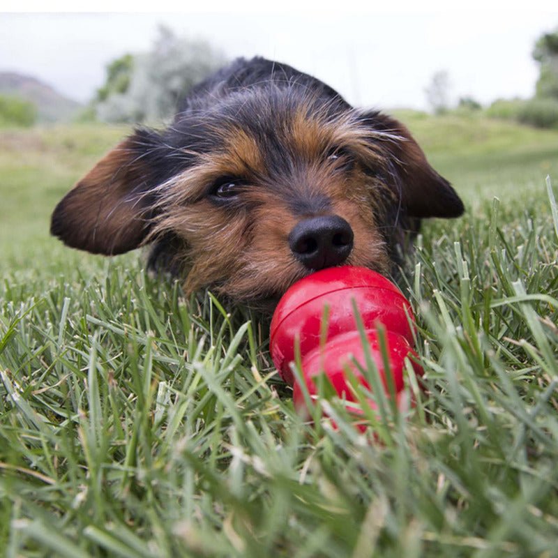 KONG Easy Treat Peanut Butter For Dogs - The Bark Side