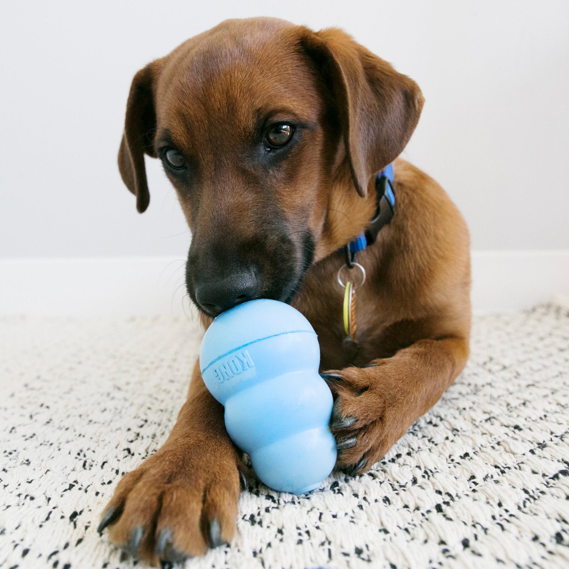 KONG Snacks For Puppies - Chicken - The Bark Side