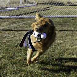 KONG Wubba Sport Football Dog Toy - The Bark Side