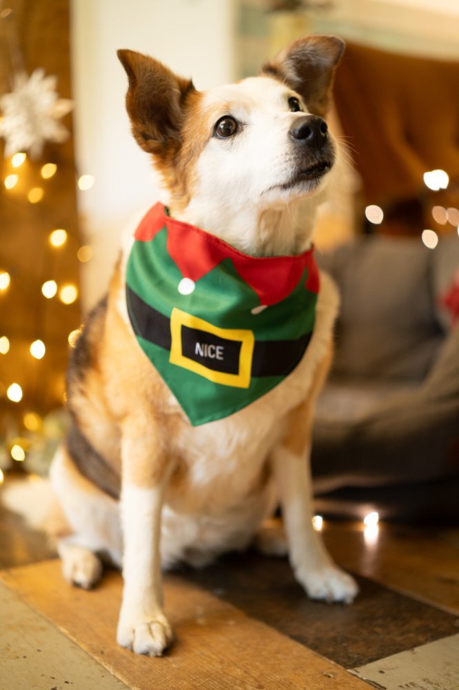 Naughty or Nice Christmas Dog Bandana - The Bark Side
