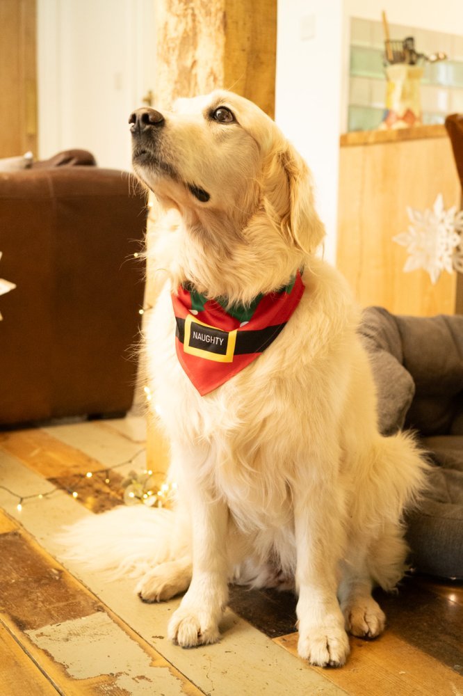 Naughty or Nice Christmas Dog Bandana - The Bark Side