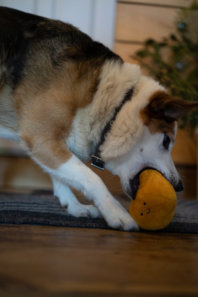 Christmas Plush Satsuma Dog Toy by Petface