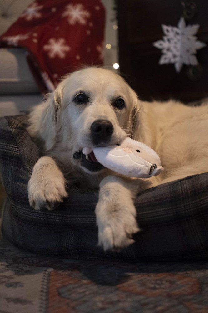 Squeaky Santa Face Plush Christmas Dog Toy by Petface