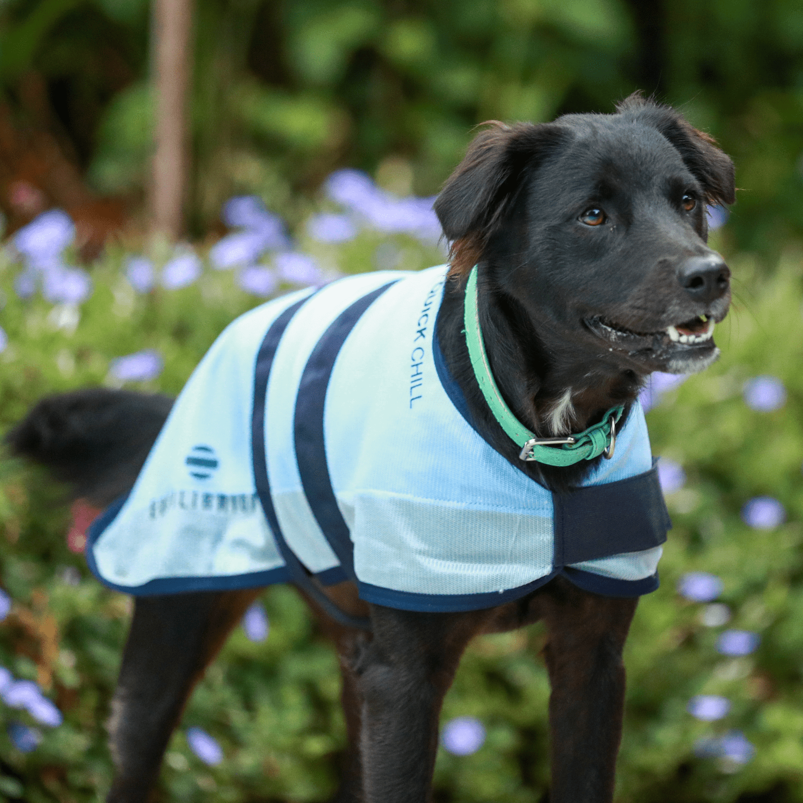 Quick Chill Cooling Coat for Dogs by Equilibrium - The Bark Side