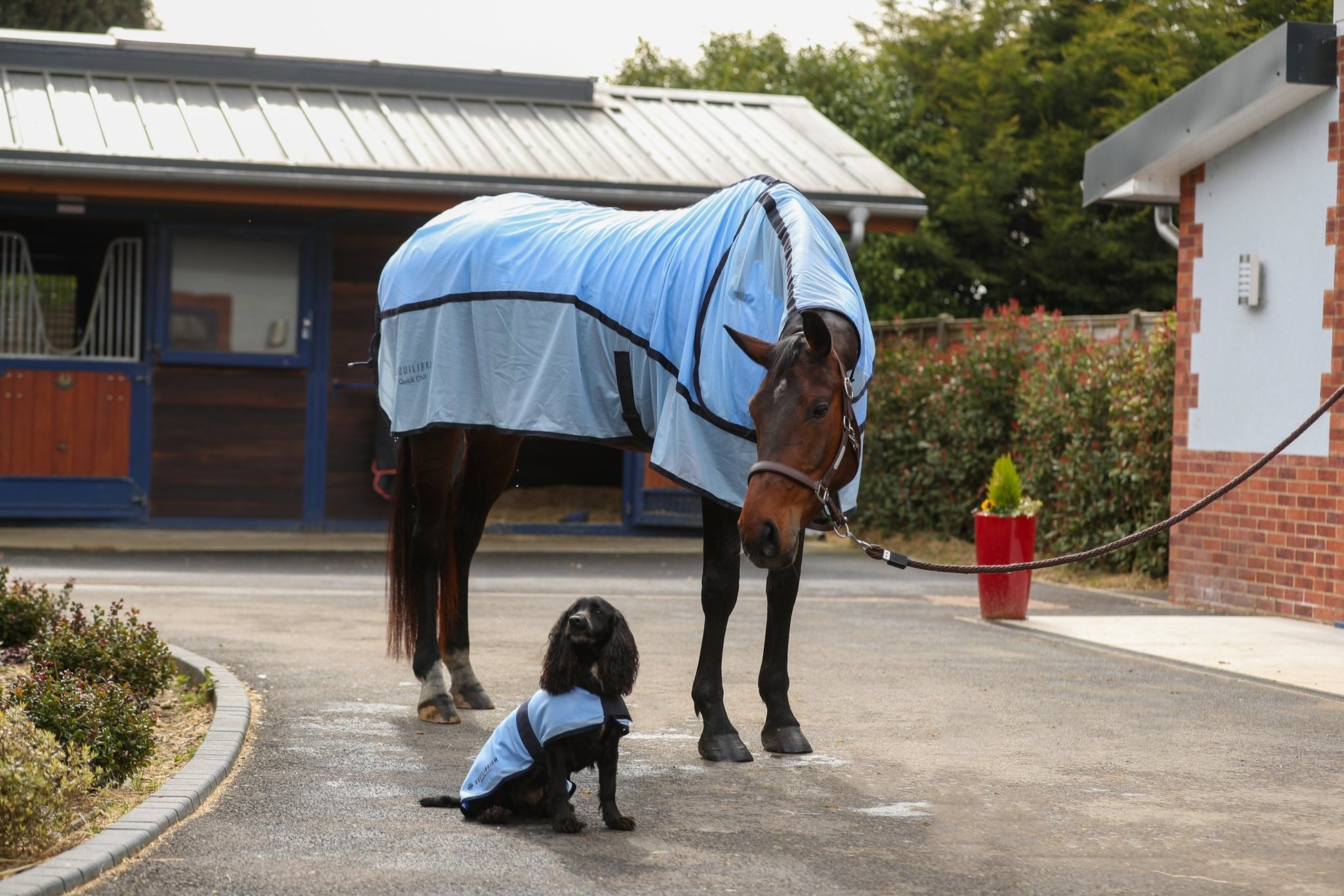 Quick Chill Cooling Coat for Dogs by Equilibrium - The Bark Side